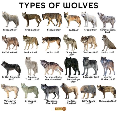 Types Of Wolves List Eastern Timber Wolves: Fascinating Apex Predators
