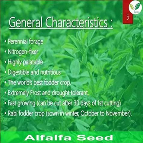 Fodder Seeds - Hybrid Napier Grass CO5 Root slips or Stem Cuttings ...