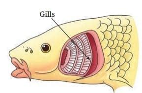 Diagram Based Question Answers Life Processes in Animals - Science ...