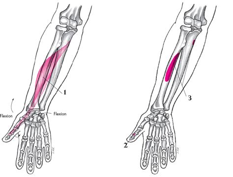 Flexor Pollicis Longus - fingersandfeathersh