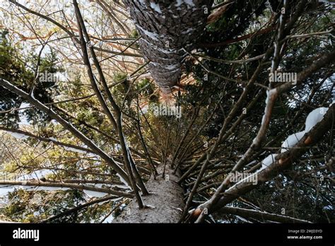 Image result for Many Trees Off One Root