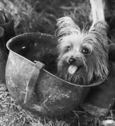 Smokey the Yorkshire Terrier - The tiniest war hero and the first ...