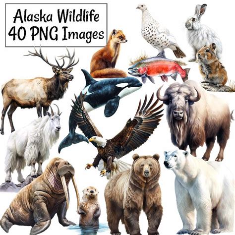 Alaska Wildlife Clipart Watercolor Digital Downloads Woodland North ...