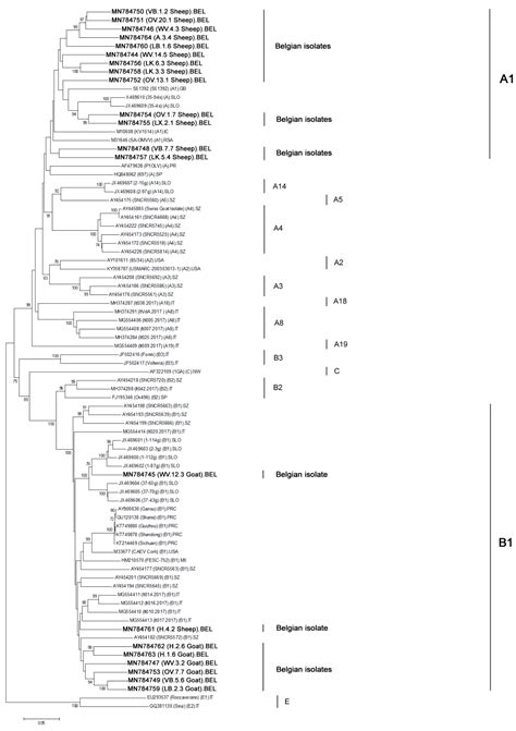 Phylogenetic Analysis of Belgian Small Ruminant Lentiviruses Supports ...