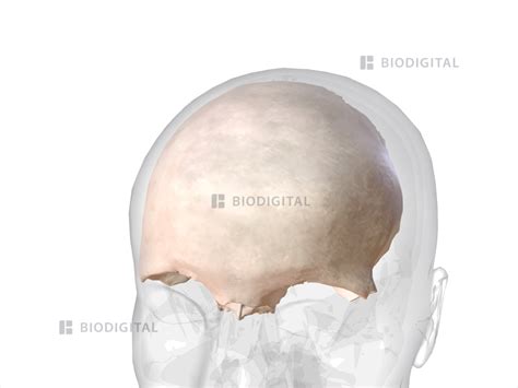 Frontal bone | BioDigital Anatomy