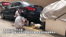 上海一小区流浪猫成群，甚至跳进阳台遛跶！居民间矛盾频发，专家建议→