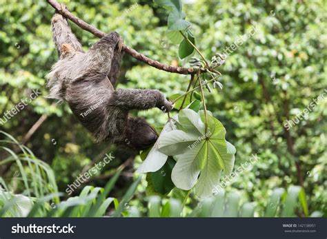 Image result for Hanging Three Toed Sloth