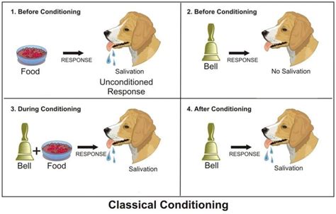 Image result for Classical Condiioning Chart