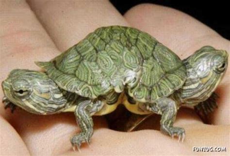 Image result for Mutant Animals