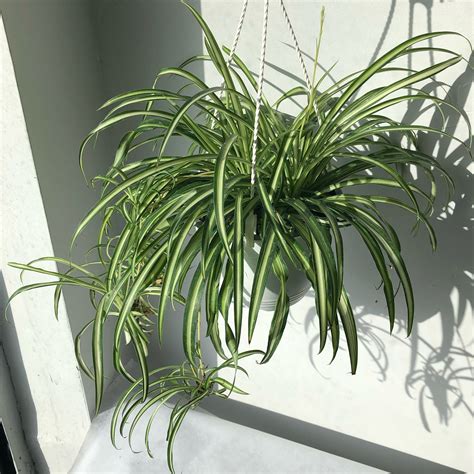 Spider Plant Hanging Basket