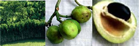 Non-Edible Plant Oils as New Sources for Biodiesel Production