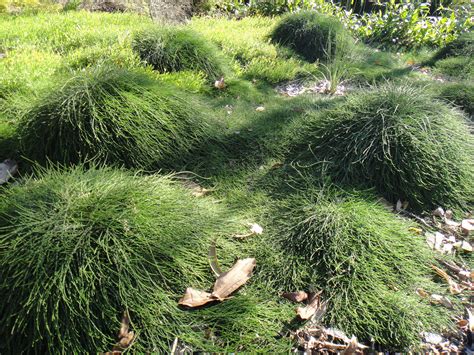 Native Ground Covers: Your Lawn's Eco-Friendly Alternative - Australian ...