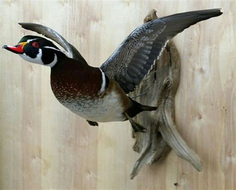wood duck mount ideas