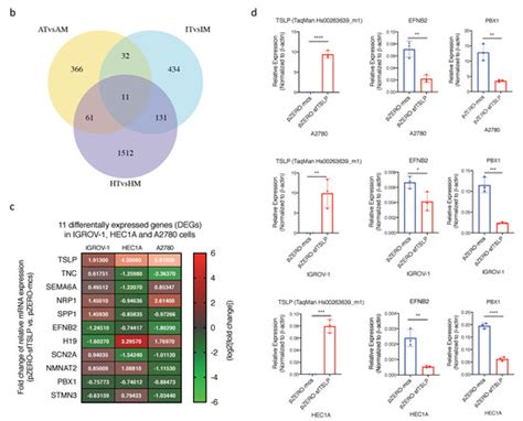 Short-Form Thymic Stromal Lymphopoietin (sfTSLP) Is the Predominant ...