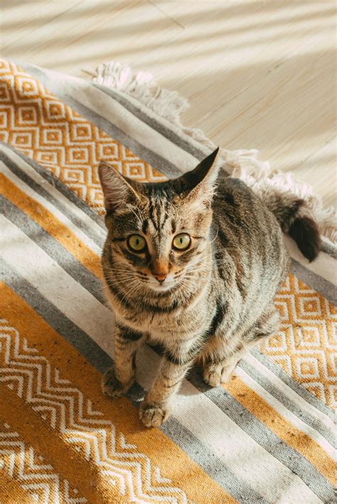 Spray To Stop Cats From Scratching Themselves at Roderick Wilkerson blog