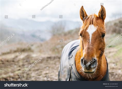 Cute Horses