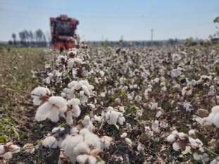 Maharashtra farmers adopt HDPS to boost cotton productivity