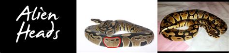 Image result for Ball Python Pattern