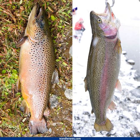 Brown Trout Vs Rainbow Trout Taste at Norman Nelson blog