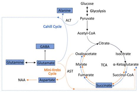 Metabolic Deficits in the Retina of a Familial Dysautonomia Mouse Model