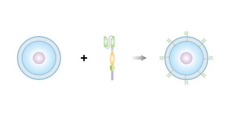 CAR-T Cell Treatment in Turkey | Check 2026 Cost & Prices