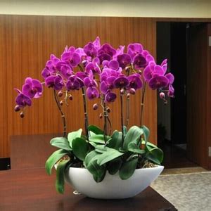客厅适合养什么花和植物好风水（适合客厅的绿植有哪些） - 花晓网