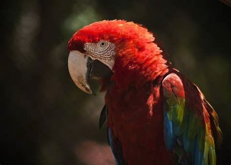 Image result for Coco Key Red Parrot