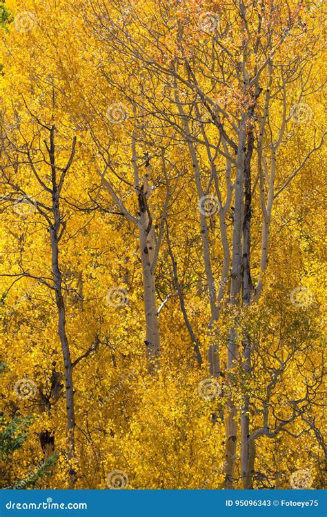 Colorado Aspen Autumn Fall Colors Stock Image - Image of seasons ...