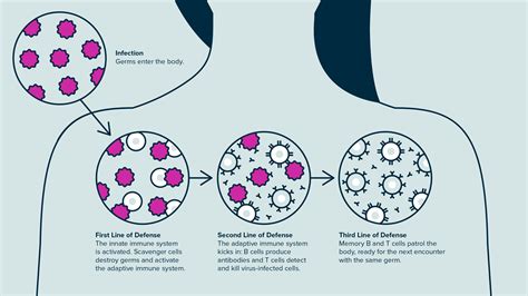 How Do Vaccines Work?