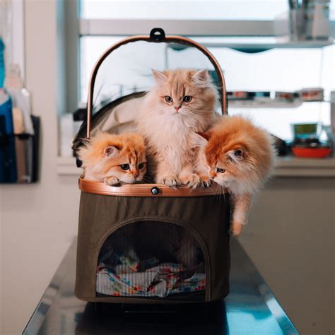 Veterinarian in New Jersey - Oradell Animal Hospital