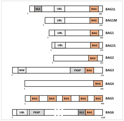 BAG Family Members as Mitophagy Regulators in Mammals