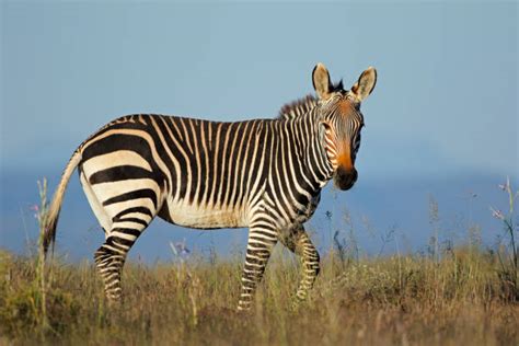 Image result for Zebra Carpet Python