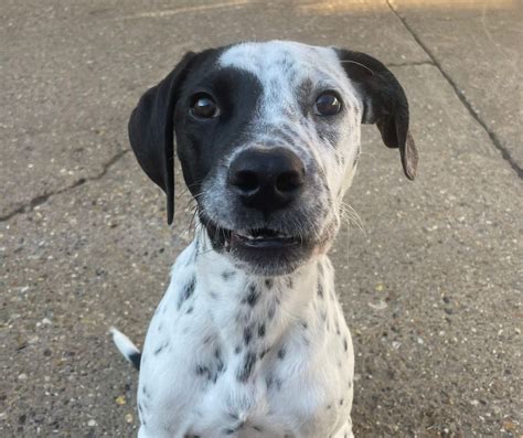 Dalmatian Pointer Mix