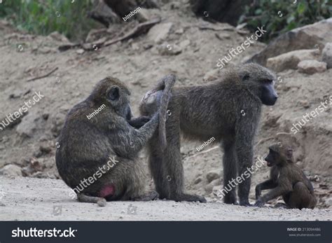 246 Monkey butt Images, Stock Photos & Vectors | Shutterstock