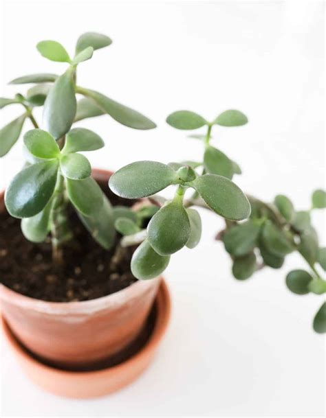 20 Different Types of Jade Plants (with Pictures!) - Paisley Plants