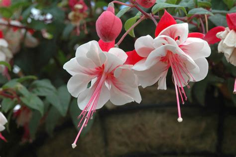 Silk Fuchsia Plant at Anna Simmerman blog