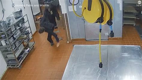 Image result for Bear Attacks Washing Machine