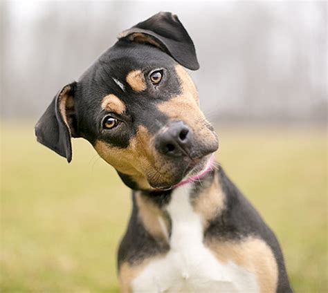 WOOFDNA™ - India’s most Advanced Canine DNA test | Decode. Discover ...
