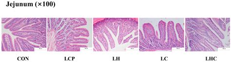 Synergistic Effects of 25-Hydroxyvitamin D3, Phytase, and Probiotics on ...