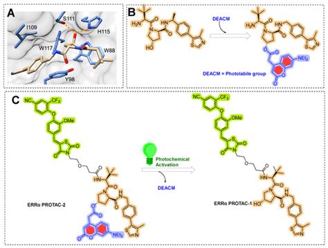 Estrogen Receptor-α Targeting: PROTACs, SNIPERs, Peptide-PROTACs ...