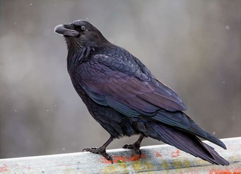 Posts about Ravens on Christopher Martin Photography | Raven color ...