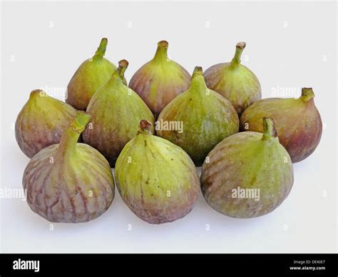 Fig In Spanish Translation at Daniel Shears blog