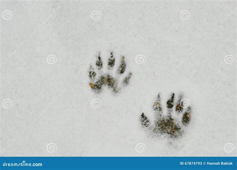 Raccoon Footprints in the Snow Stock Image - Image of prints, seasonal ...