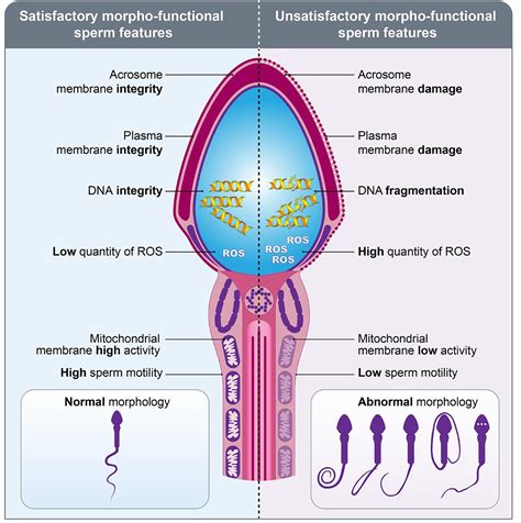 Spermatogenesis Adalah