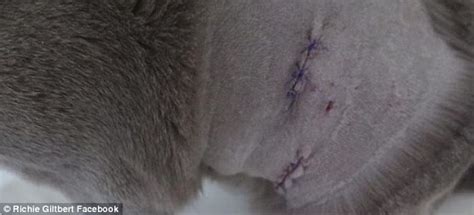 Monty Python Cat Beating 的图像结果