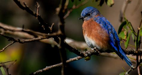 Birds Painting On Rocks 的图像结果