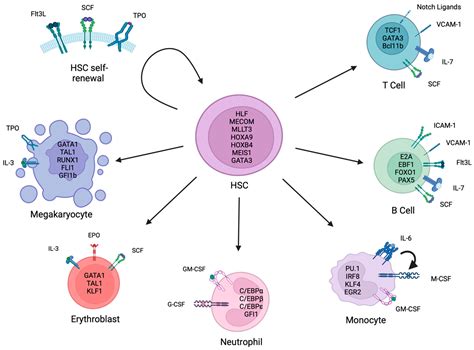 Multipotent Progenitor Cells Proliferation at Dwight Burke blog