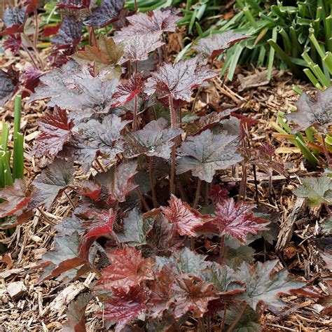 Heuchera Micrantha Palace Purple Coral Bells | SiteOne US