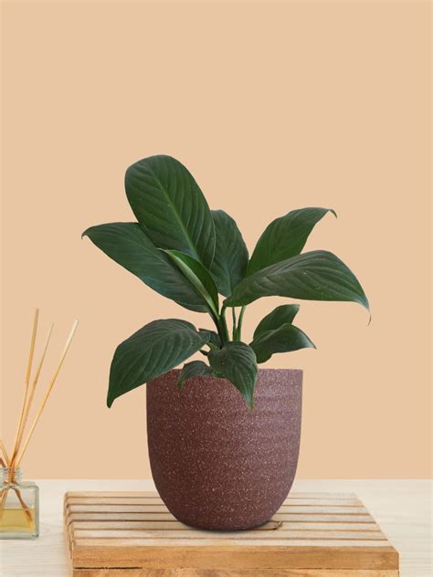 Peace Lily Green (Small) in Eco Pot – Greenkin