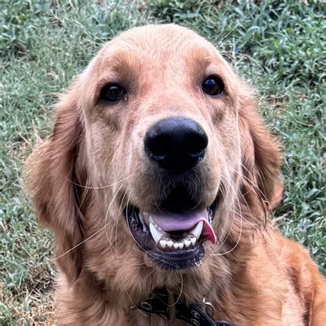 Chance - Adopt A Golden Atlanta
